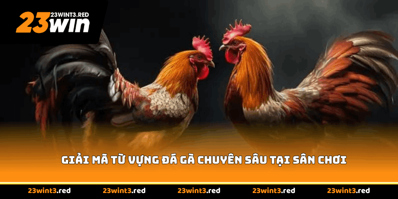 Giải mã từ vựng đá gà chuyên sâu tại sân chơi